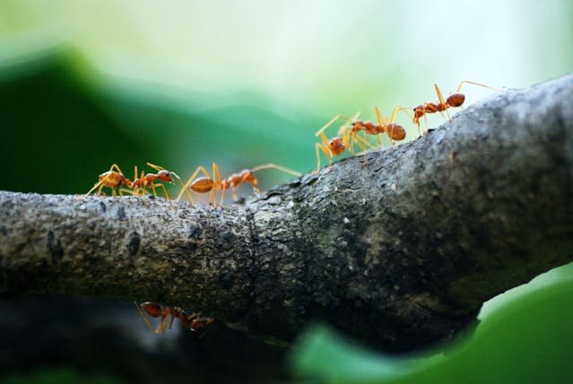 plano macro de hormigas rojas caminando por la rama de un árbol