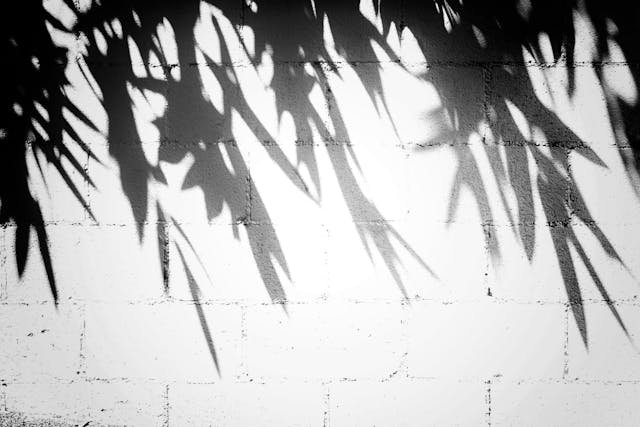 Imagen en blanco y negro con la sombra de unas hojas se proyecta en un muro de cemento